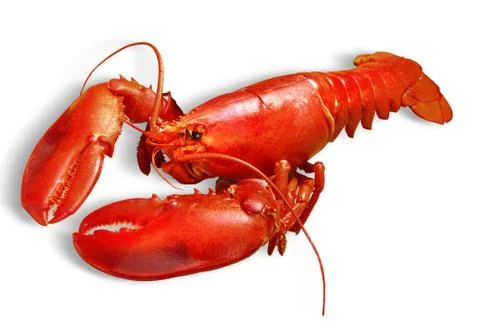 Lobster Stock Photos