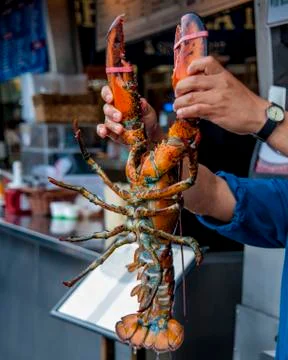 Lobster Foto stock