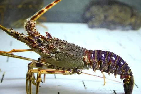 Lobster Stock Photos