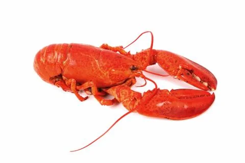 Lobster Stock Photos
