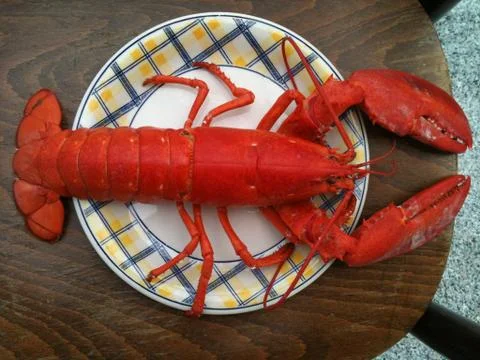 Lobster Foto stock