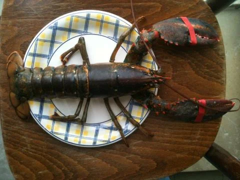 Lobster Foto stock