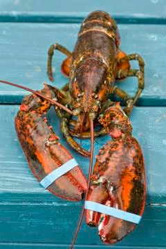 Lobster Stock Photos