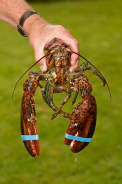 Lobster Stock Photos