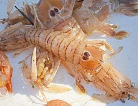 Lobster Stockfoto's