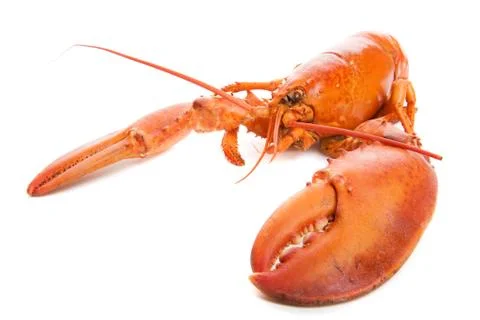 Lobster Stock Photos