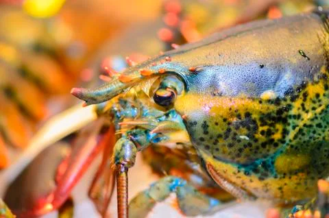 Lobster Stock Photos