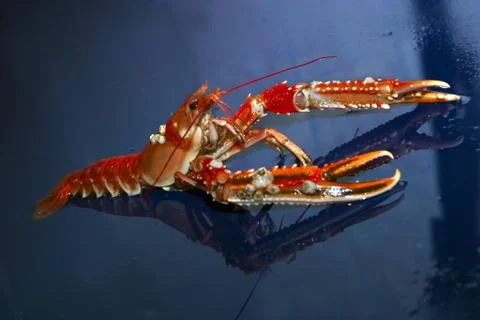 Lobster Stock Photos
