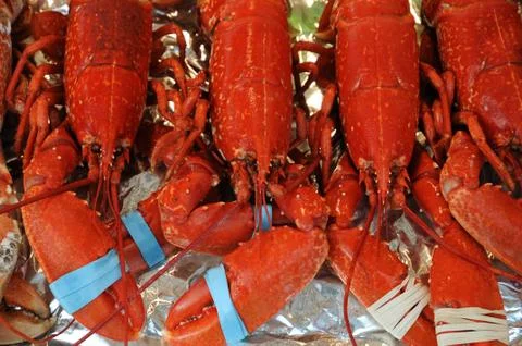 Lobster Stock Photos
