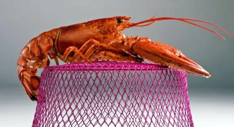 Lobster. Foto stock