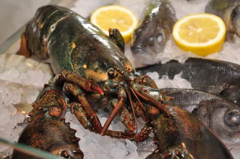 Lobster Stock Photos