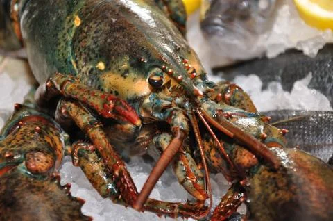 Lobster Stock Photos