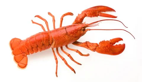 Lobster Stock Photos