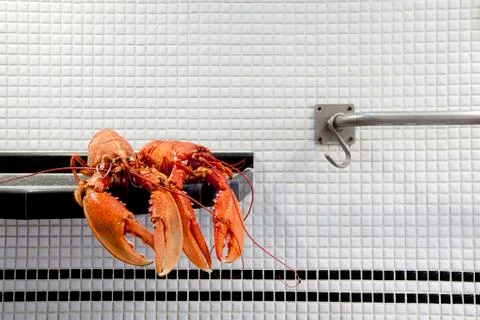 The lobster Stock Photos