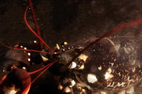 Lobster Stock Photos