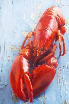 Lobster Stock Photos
