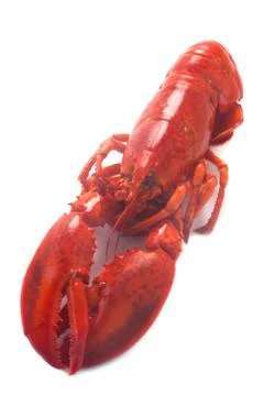 Lobster Foto stock