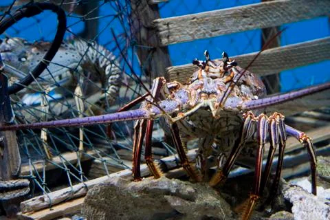 Lobster Stock Photos