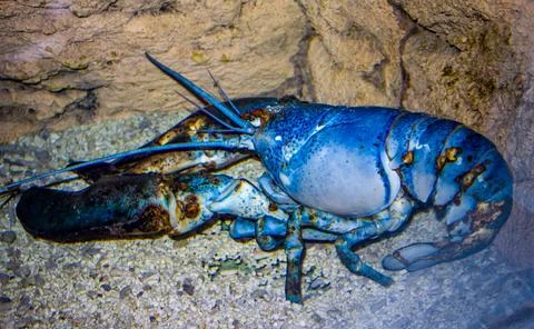 Lobster Stock Photos
