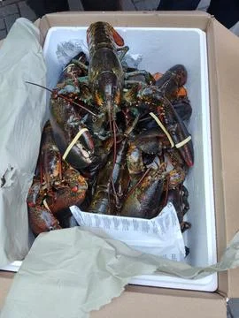 LOBSTER Stock Photos