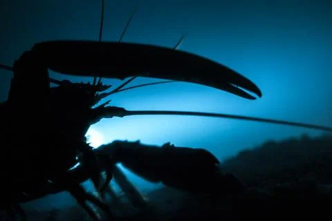 Lobster Stock Photos