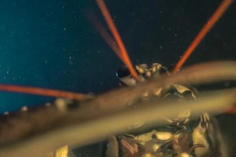 Lobster Stock Photos