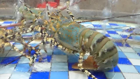 The lobster is in the restaurant pool Stock Footage 137428496