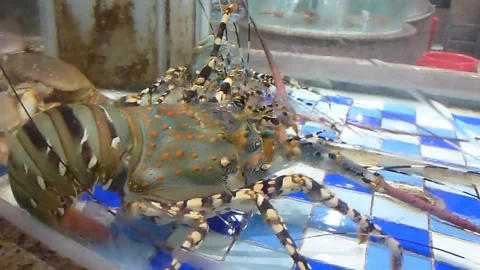 The lobster is in the restaurant pool Stock Footage 137428519