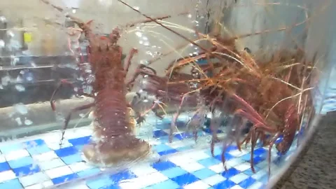 The lobster is in the restaurant pool Stock Footage 137428526
