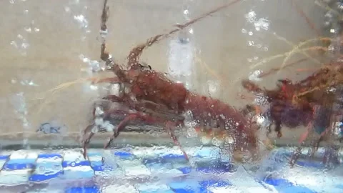 The lobster is in the restaurant pool Vídeo Stock 137428582
