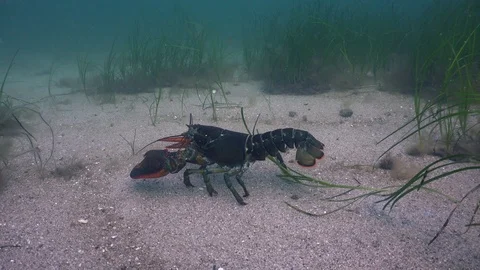 Lobster searching in Eel grass Stock Footage 114994134