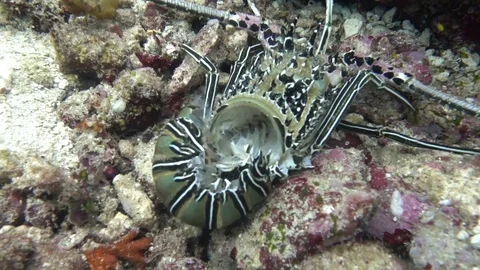 Lobster shell carapace Video stock 74090592