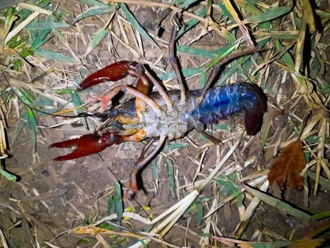 Lobster Shrimp reverse position 库存照片