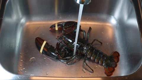 Lobster in a sink ready for preparation in a kitchen setting. A lobster sits in Stock Footage 343797952