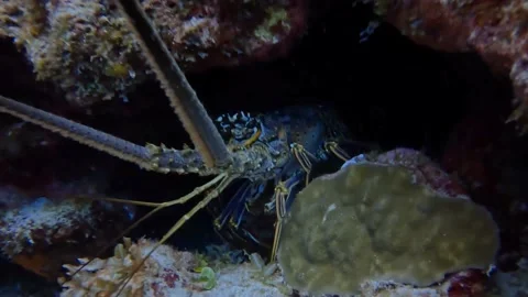 Lobster in small cave Stock Footage 228239431