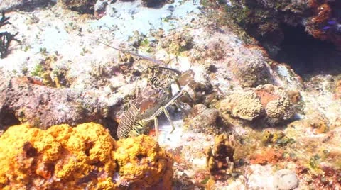 LOBSTER SR1 Stockbeeldmateriaal 12547486