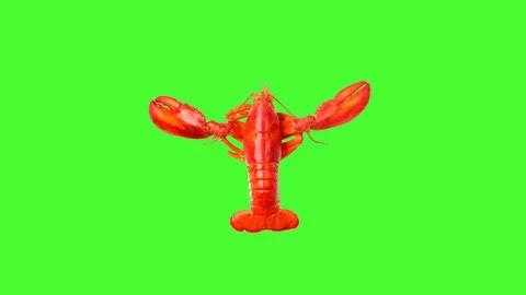Lobster Swim Stock Footage 128055513