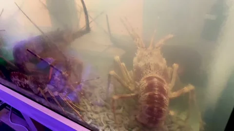 live lobster swimming