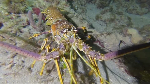 A lobster on a table Stock Footage 155401641