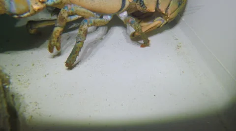 Lobster tail in aquarium Stock Footage 68986984