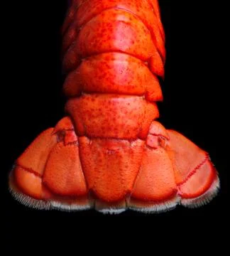 Lobster tail Stock Photos