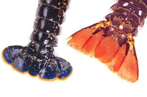 Lobster tail Stock Photos