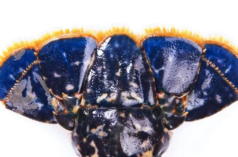 Lobster tail Stock Photos