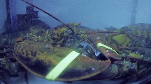 Lobster Tank Stock Footage 21430352