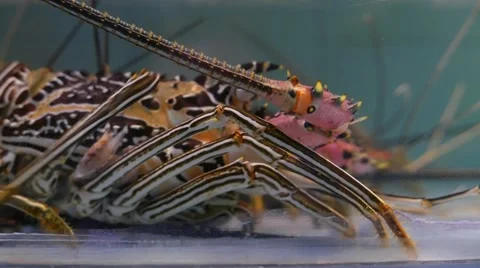 Lobster in a tank 動画素材 50878178