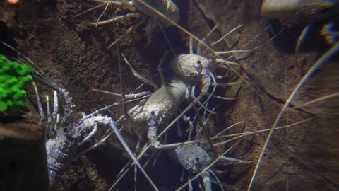 Lobster in tank Видео 103108327