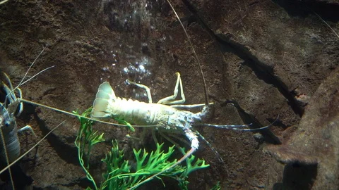 Lobster in tank Stockbeeldmateriaal 103108685