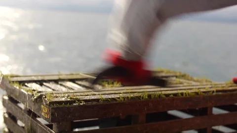 Lobster trap being cleaned off Stock Footage 111224055
