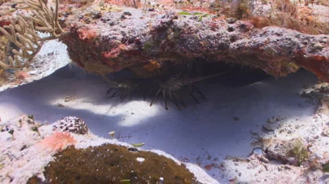 Lobster under a rock Vídeo Stock 1064691