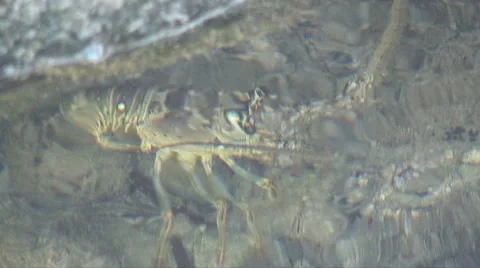 Lobster under the stone Stock Footage 7624018